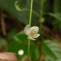 Antigonon leptopus Hook. & Arn.